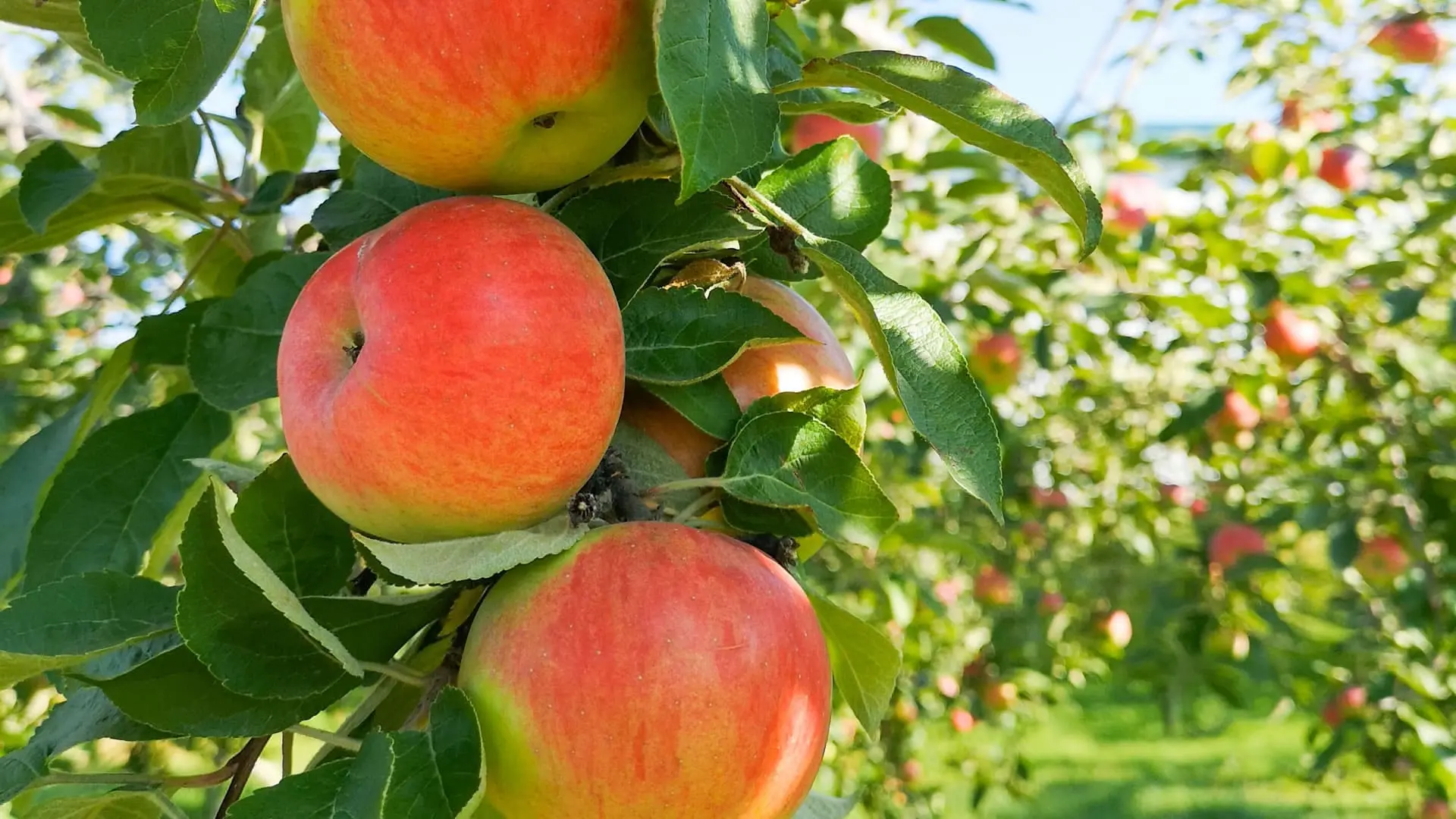 Oro Selva AgTech Texas